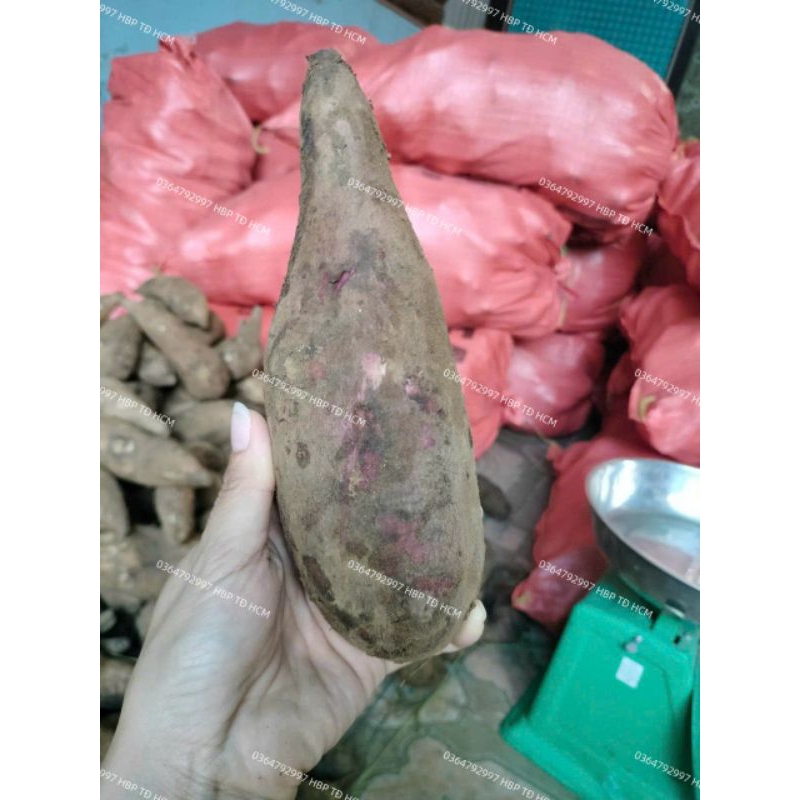 COMBO 4KG KHOAI SÂM ĐẤT VIỆT NAM