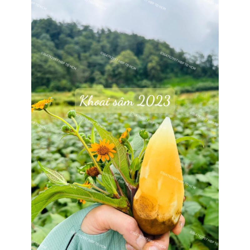 COMBO 4KG KHOAI SÂM ĐẤT VIỆT NAM