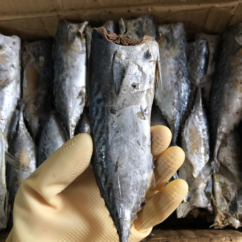 1Kg khô cá ngừ sấy mặn cỡ 14-16 con 1 cân