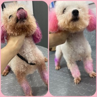 KEM TẨY LÔNG AN TOÀN CHO THÚ CƯNG 200g  - Tẩy Ố  Vàng ,Tẩy Lông Tối Màu Để Nhuộm ( Kèm Dầu Xả Mượt Lông, Bao Tay Và Cọ )