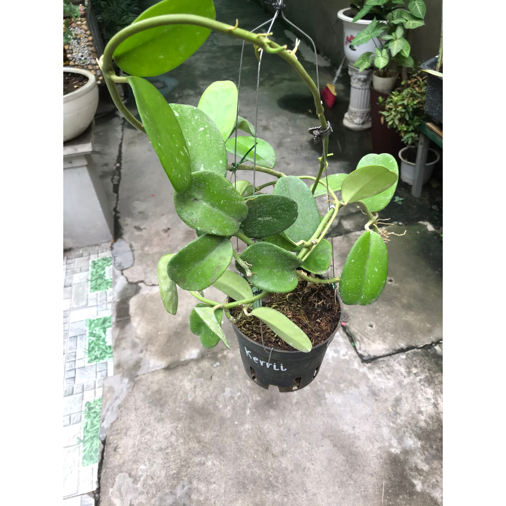 Giò hoa lan cẩm cù Kerrii