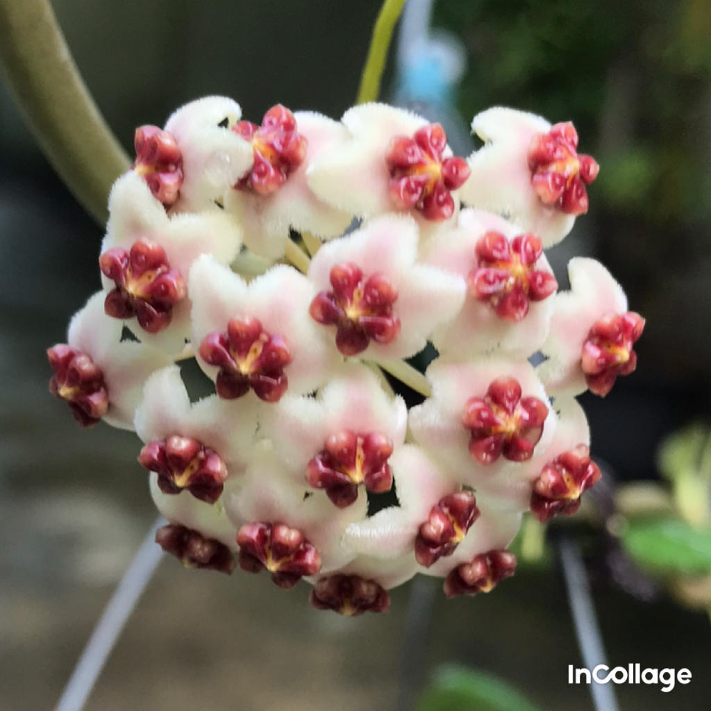 Giò hoa lan cẩm cù Kerrii