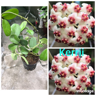 Giò hoa lan cẩm cù Kerrii