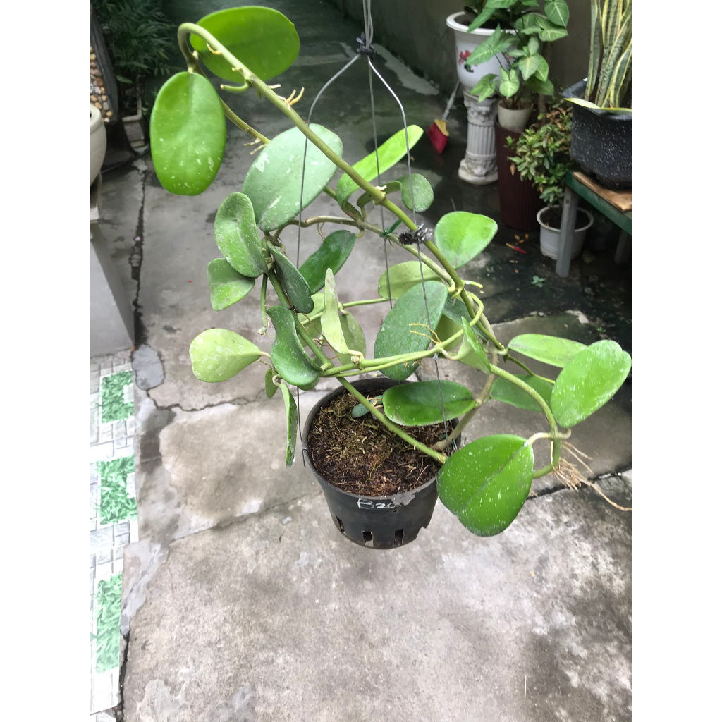 Giò hoa lan cẩm cù Kerrii