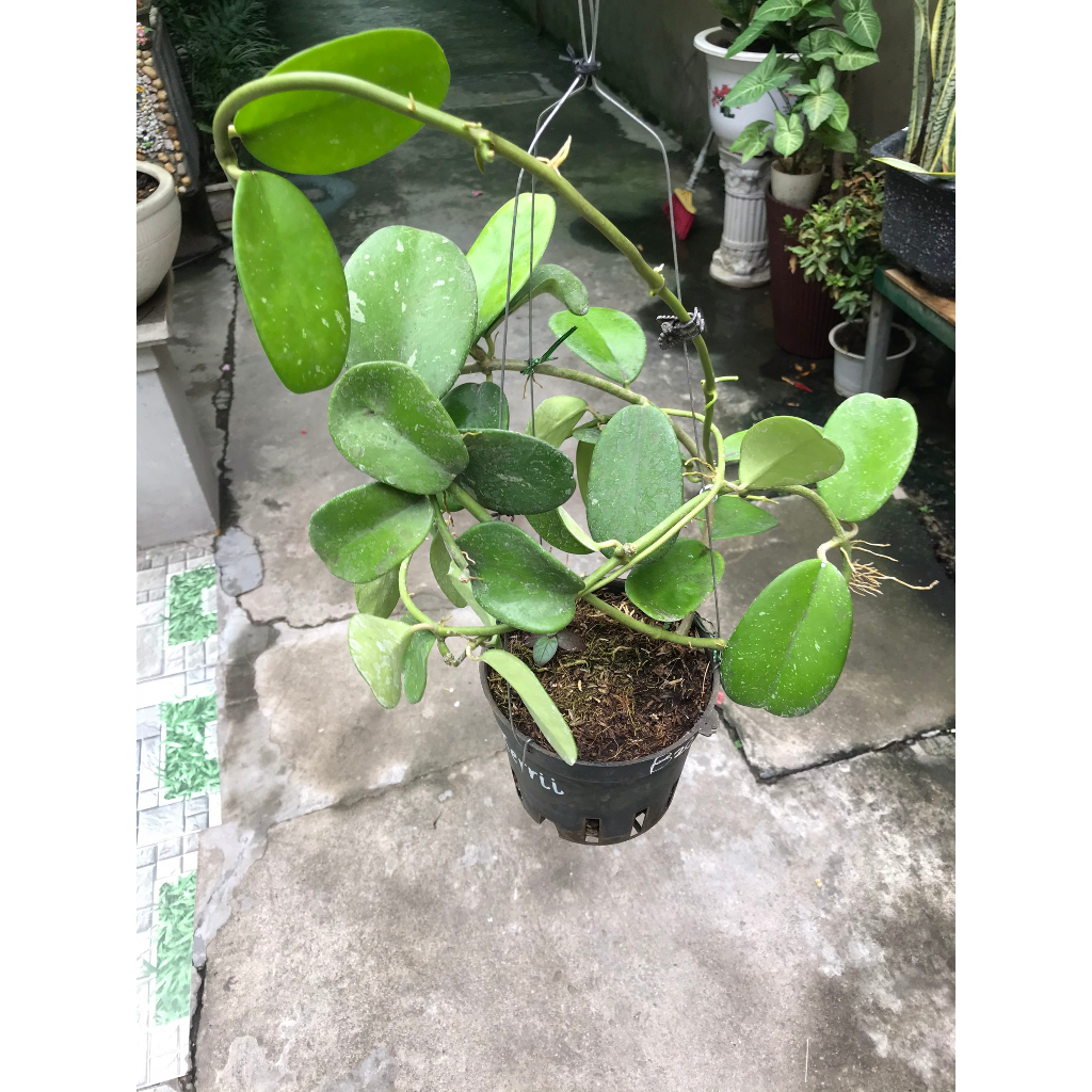 Giò hoa lan cẩm cù Kerrii