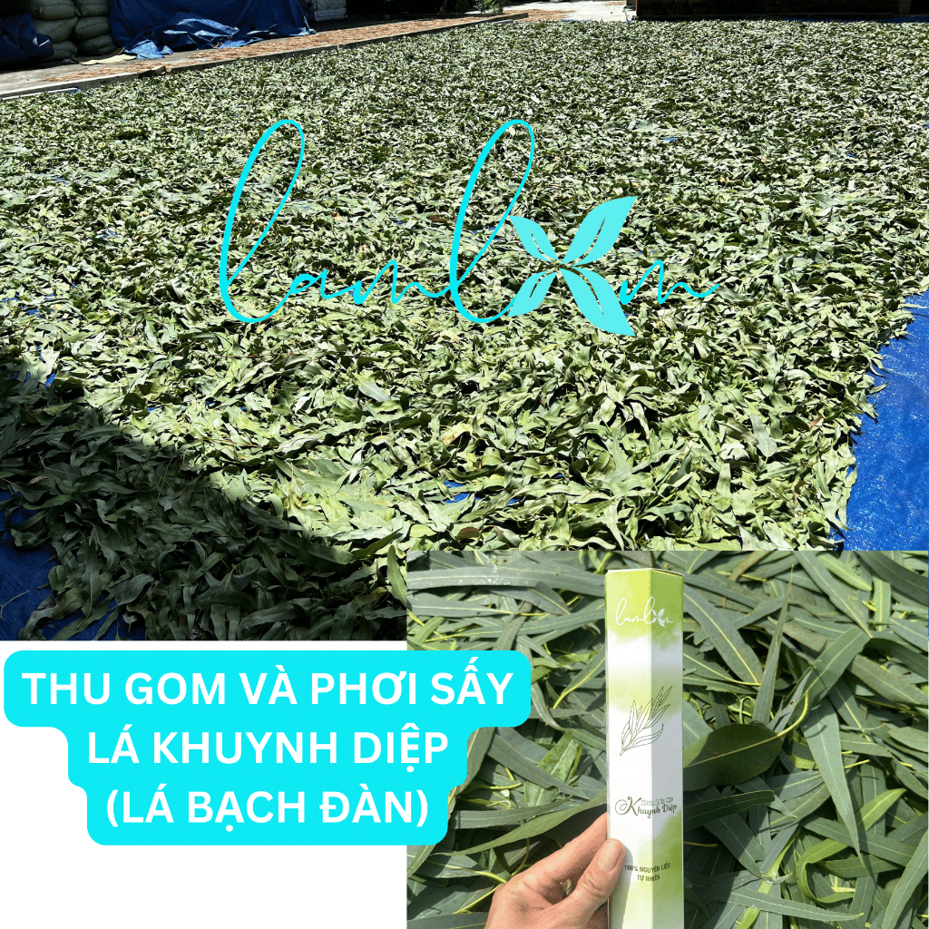 Nhang khuynh diệp Lam Lam nhang thơm lá bạch đàn tự nhiên không hóa chất
