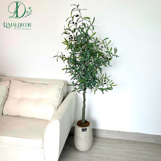 Cây Oliu Lá Bạc cao 1M3, 1M6 Trang Trí decor nhà cửa nội thất phòng khách