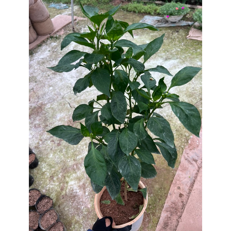 Cây ớt ngọt thái đang hoa quả cao 50cm .