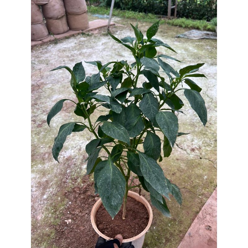 Cây ớt ngọt thái đang hoa quả cao 50cm .