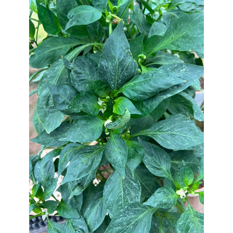 Cây ớt ngọt thái đang hoa quả cao 50cm .