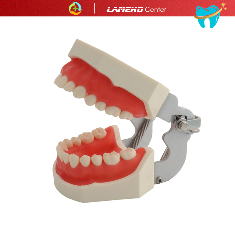 Mẫu hàm thực hành nha khoa,Mô hình mài cùi 28 răng DN39