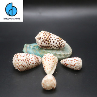 Vỏ ốc Cối Conus Pulicarius - Vỏ ốc trang trí nhiều kích thước nhỏ vừa lớn - Vỏ ốc đẹp