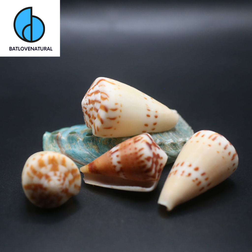 Vỏ ốc Cối Conus Capitaneus - Vỏ ốc trang trí nhiều kích thước - Vỏ ốc đẹp