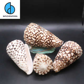 Vỏ ốc Cối Tim - Vỏ ốc trang trí nhiều kích thước - Vỏ ốc đẹp
