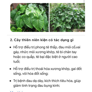 thiên niên kiện (chuẩn giống sống 100 %)