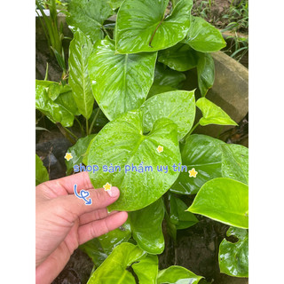 thiên niên kiện (chuẩn giống sống 100 %)