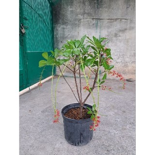 Cây lộc vừng lá nhỏ