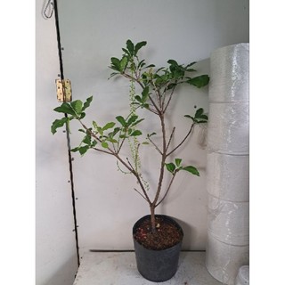 Cây lộc vừng lá nhỏ (siêu nhiều bông, siêng bông)