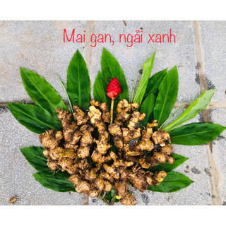 1kg củ gừng gió rừng, gừng gió hoa đỏ (ngải xanh,gừng rừng)