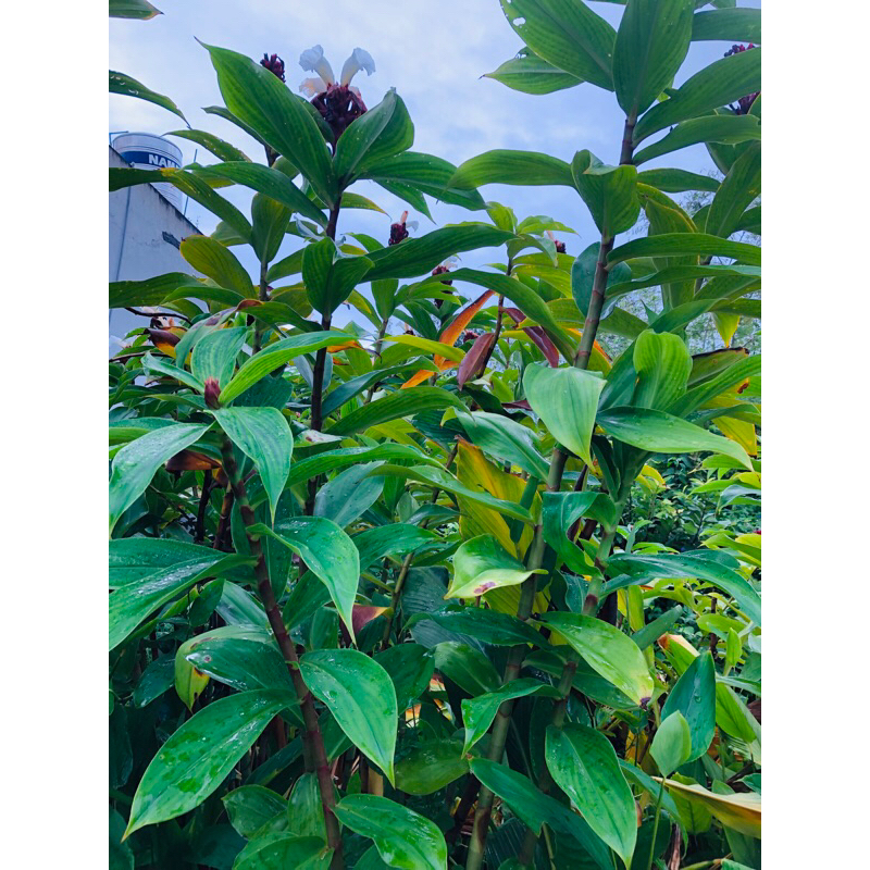 1kg củ mía dò tươi