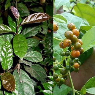 Hạt giống cây xạ đen - cây dây gối, quả nâu, thanh nhiệt.
