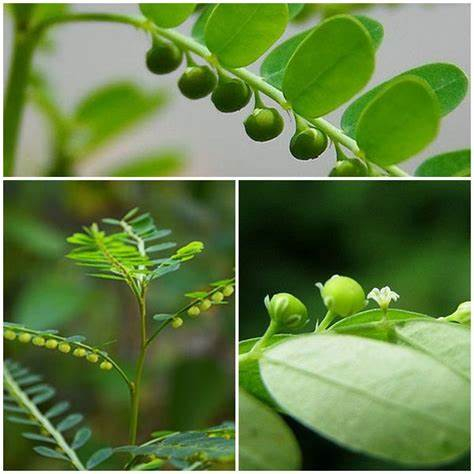 Hạt Giống Diệp Hạ Châu Đắng( Cây Dược Liệu - 50 Hạt ) - Có Vị Ngọt Hơi Đắng, Tính Mát.