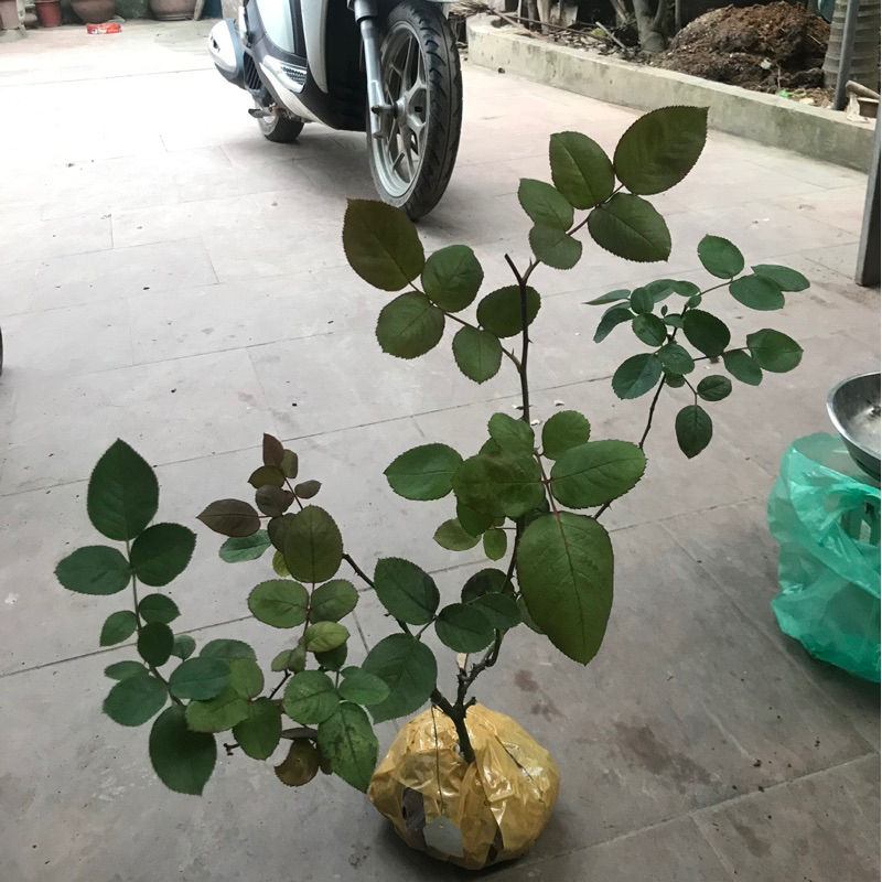 Hoa hồng sheherazad 35-45cm