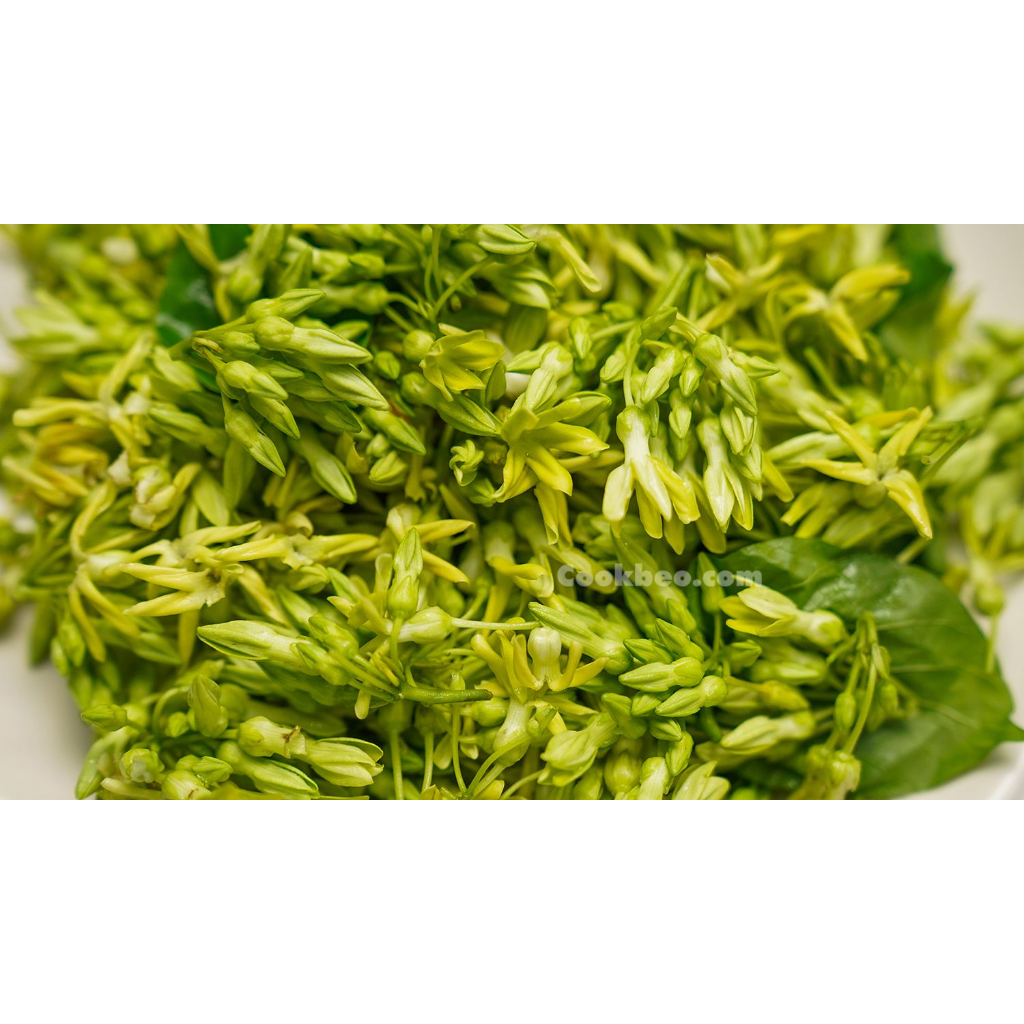 Cây giống hoa thiên lý leo, cây giống ăn hoa và lá, hoa thơm dịu ngọt, dễ thích nghi, siêng hoa, cây leo giàn, ban công