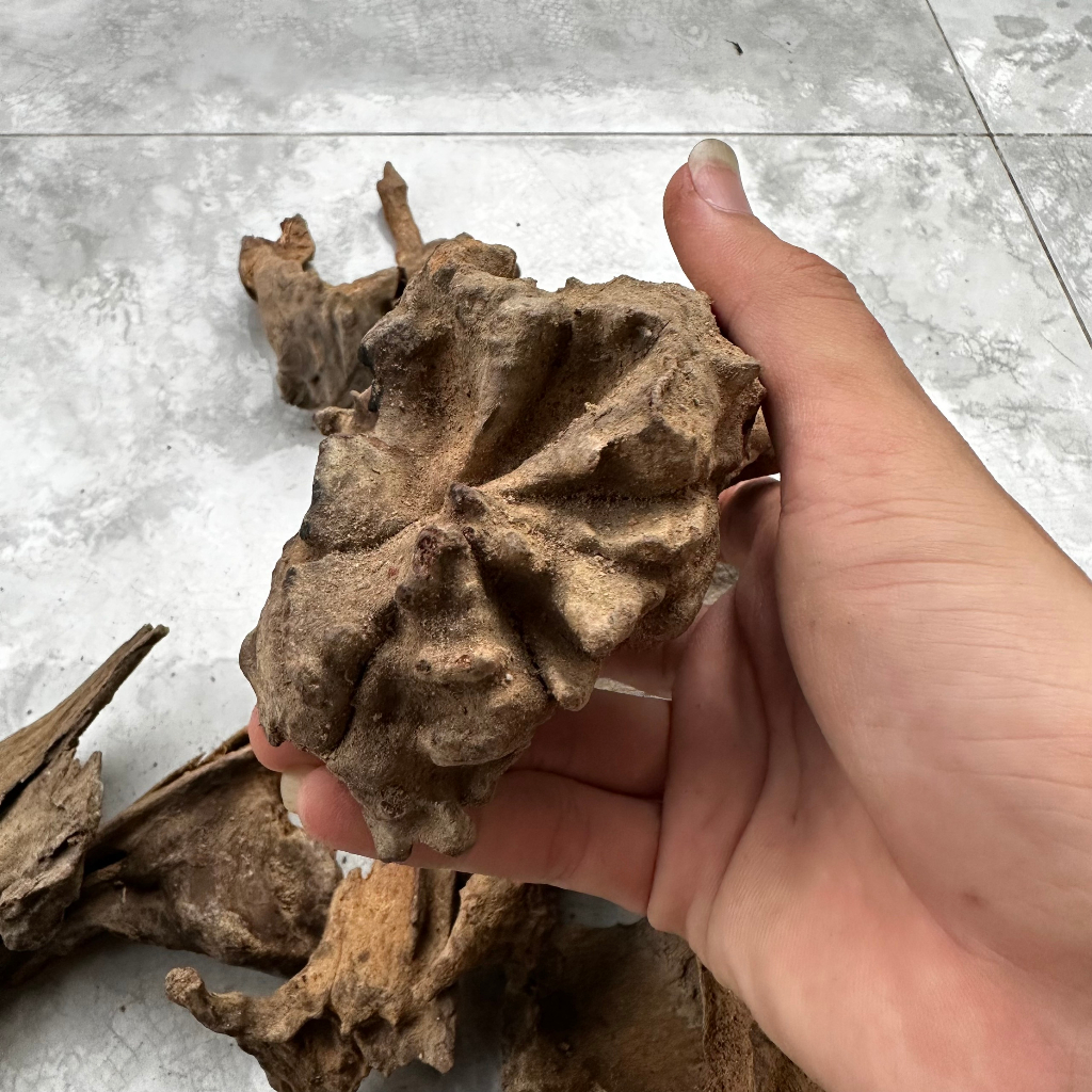 Lũa trang trí bể cá cảnh, thủy sinh