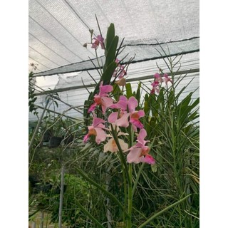 Lan vanda nắng, lá kim, lá tròn trụ