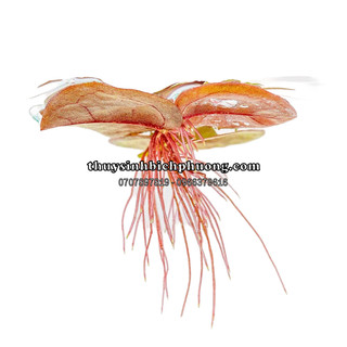 5 NHÁNH BÈO RỄ ĐỎ / DIỆP HẠ CHÂU - HÚT DINH DƯỠNG DƯ - KHỬ ĐỘC HỒ CÁ THUỶ SINH