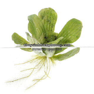 Bèo cái - bèo tai voi, tai tượng