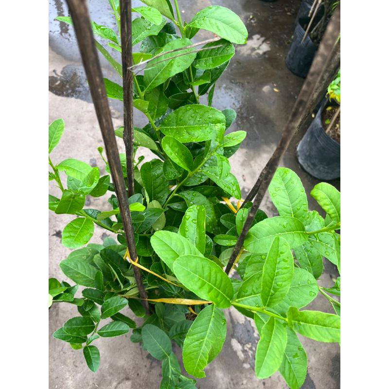 Cây CHANH MỸ, Chanh Quảng Đông TRÁI VÀNG gốc to khoẻ