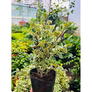 Cây Đa Tam Phúc size 40cm hợp mệnh Kim và mệnh Thổ