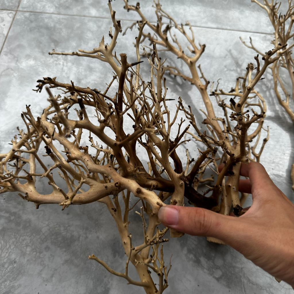 Lũa trang trí thủy sinh