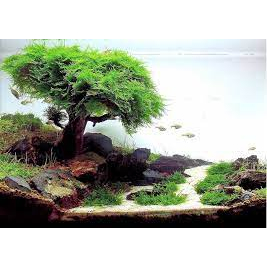 Lũa trang trí thủy sinh