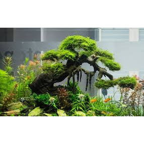 Lũa trang trí thủy sinh