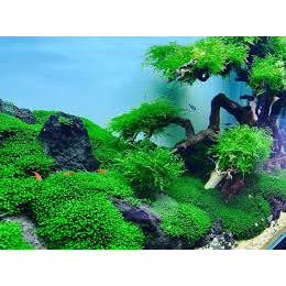 Lũa trang trí thủy sinh