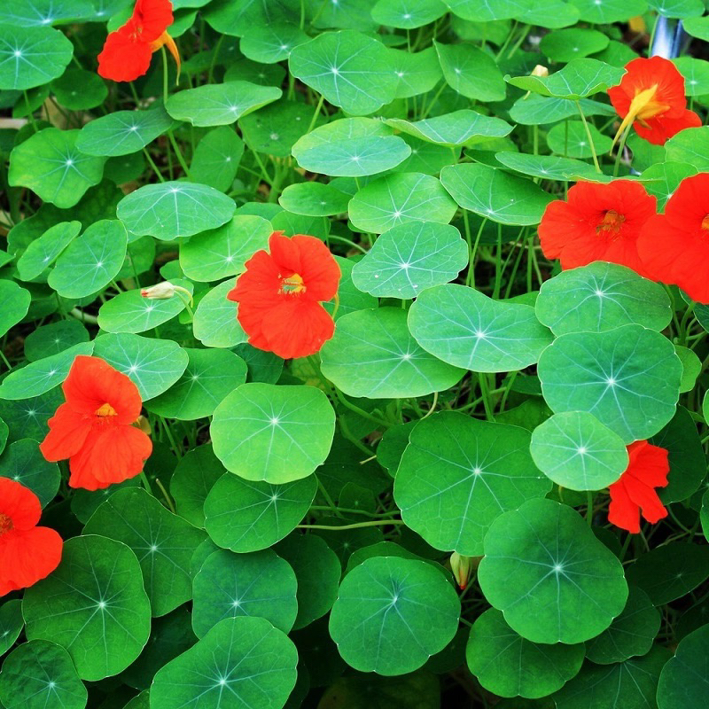 Lá sen cạn trang trí