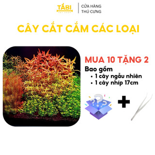 Cây cắt cắm thuỷ sinh trang trí hồ cá, bể cá thuỷ sinh