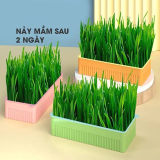 Bộ kit trồng cỏ mèo tươi cho mèo dễ chăm sóc và nảy mầm