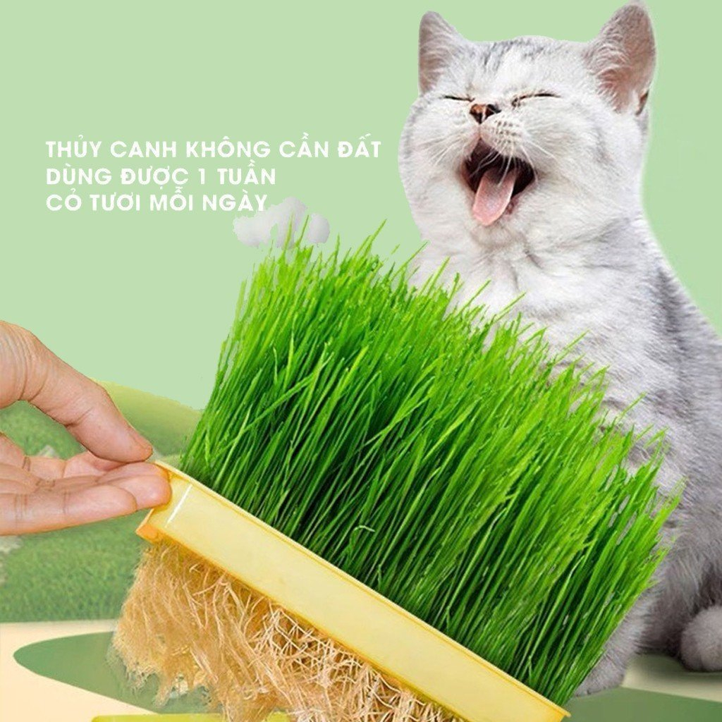 Bộ khay tự trồng cỏ mèo tươi tại nhà dễ dàng sử dụng