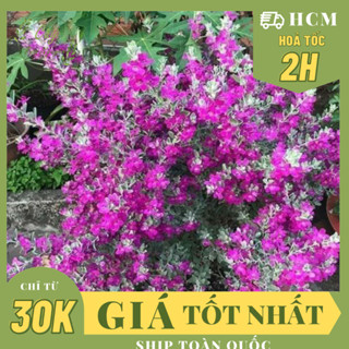 GIỐNG CÂY HOA TUYẾT SƠN PHI HỒNG ,(cao 20cm), Hoa giống cảnh sân vườn, dễ trồng GIÁ RẺ, nở quanh năm, Cây Tươi Nguyên