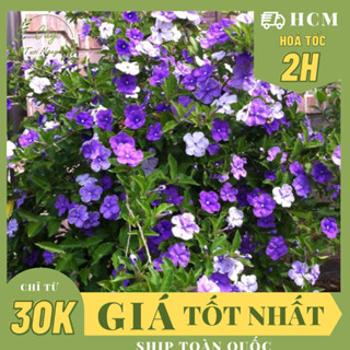 CÂY GIỐNG HOA LÀI NHẬT, Hoa ĐỔI MÀU, HOA THƠM ,(cao 25cm), Hoa sân vườn, ban công, dễ trồng, nở quanh năm