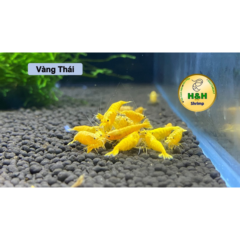 Tép màu Vàng thái trang trí thuỷ sinh