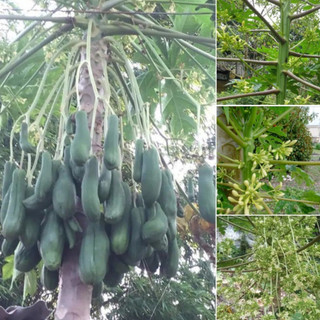 Hạt giống cây đu đủ đực - dễ trồng, dễ chăm sóc.