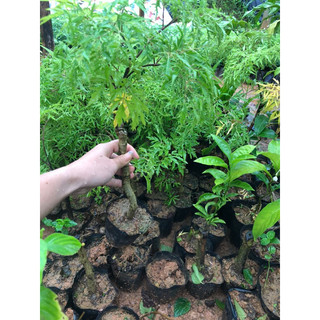 Đinh lăng ta lá nhỏ(Lá nếp)