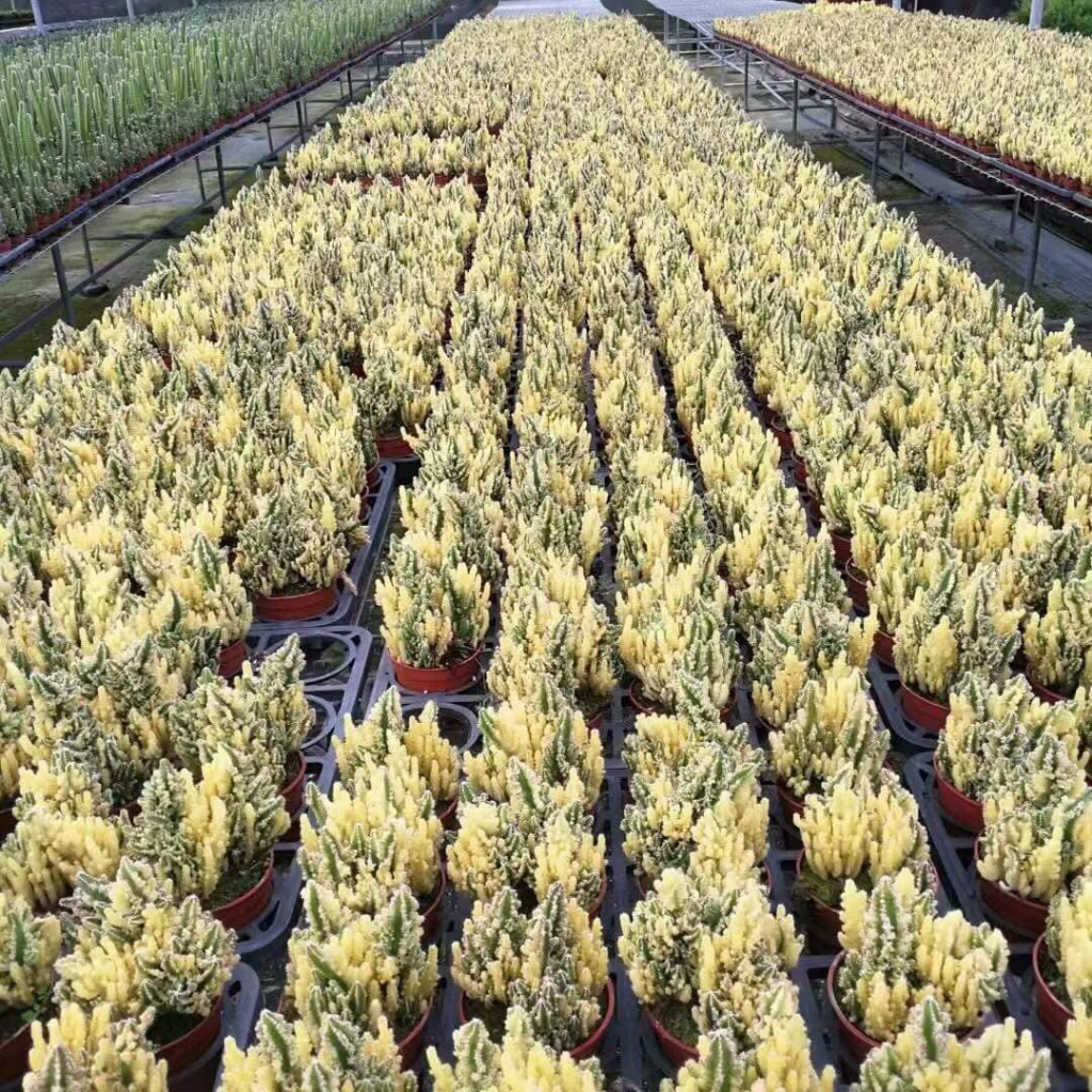 Xương rồng Thanh sơn Var