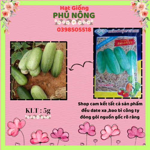 Hạt giống dưa chuột mèo (dưa leo) Thái Lan gói 5g