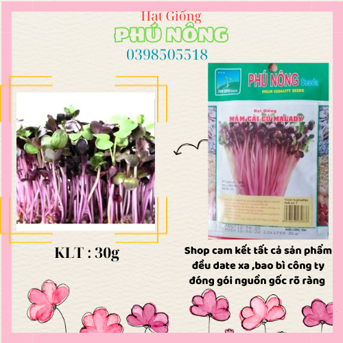 Hạt giống mầm củ cải malady 30g